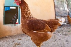 Rennie and Andrea Radoccia's Candlewood B&B, Clarkdale, Arizona