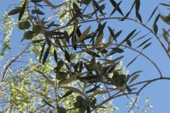 52-IMG_9315b-1