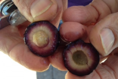 olives2013